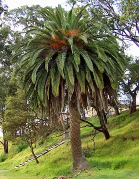 Phoenix canariensis | Canary Island Date Palm | 5 Seeds
