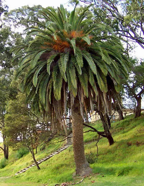 Phoenix canariensis | Canary Island Date Palm | 5 Seeds