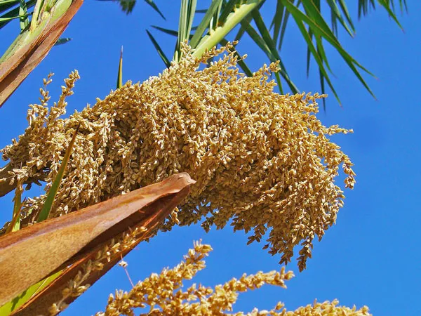 Phoenix canariensis | Canary Island Date Palm | 5 Seeds