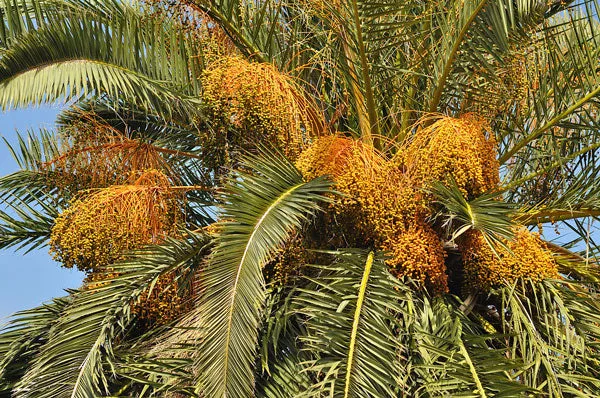 Phoenix canariensis | Canary Island Date Palm | 5 Seeds