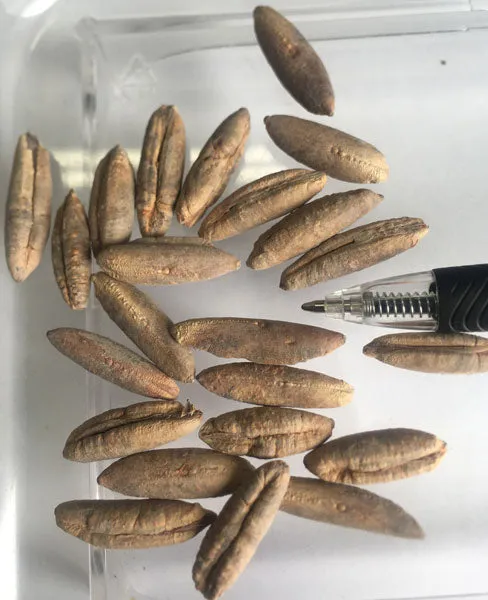 Phoenix canariensis | Canary Island Date Palm | 5 Seeds