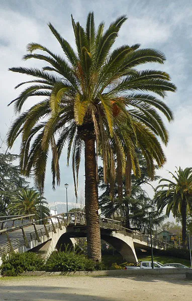 Phoenix canariensis | Canary Island Date Palm | 5 Seeds