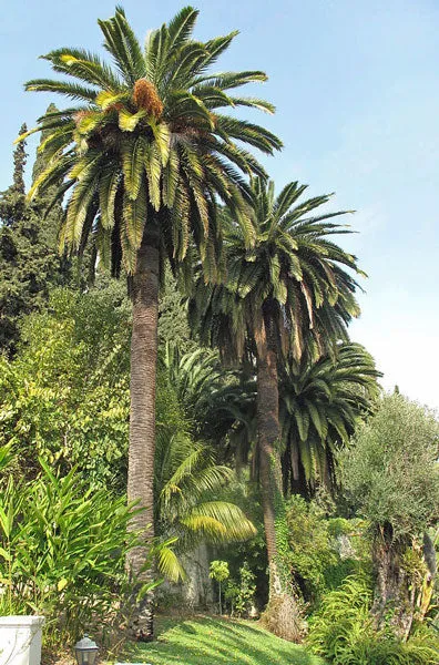 Phoenix canariensis | Canary Island Date Palm | 5 Seeds