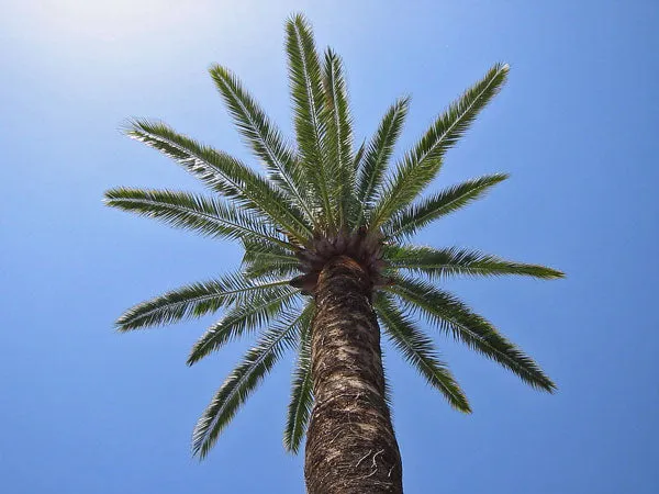Phoenix canariensis | Canary Island Date Palm | 5 Seeds