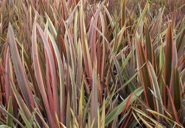 Phormium tenax | Rainbow Stripes | 10 Seeds