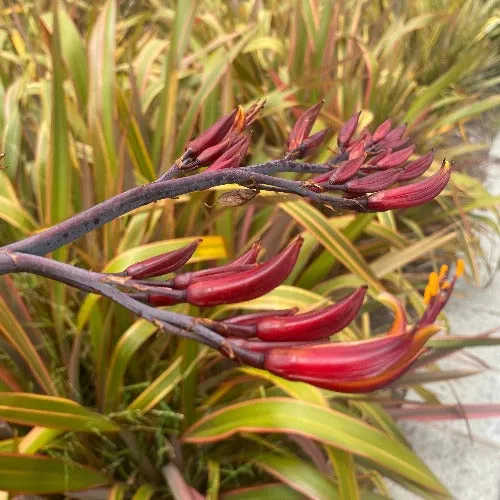 Phormium tenax | Rainbow Stripes | 10 Seeds