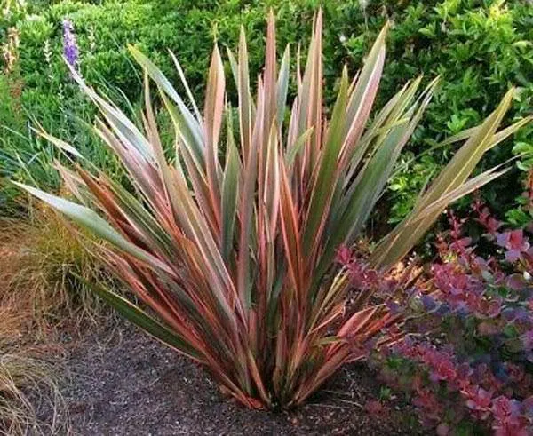 Phormium tenax | Rainbow Stripes | 10 Seeds