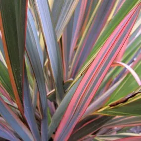 Phormium tenax | Rainbow Stripes | 10 Seeds