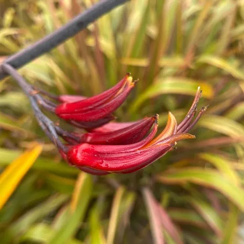 Phormium tenax | Rainbow Stripes | 10 Seeds