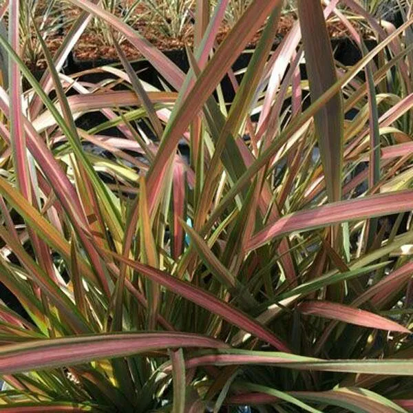 Phormium tenax | Rainbow Stripes | 10 Seeds