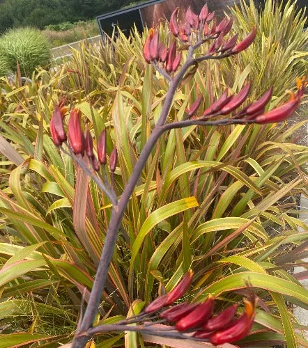 Phormium tenax | Rainbow Stripes | 10 Seeds